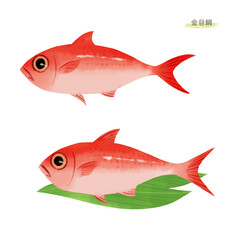 金目鯛の水彩風イラスト