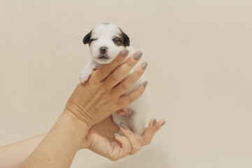 The puppy is a small Jack Russell terrier puppy