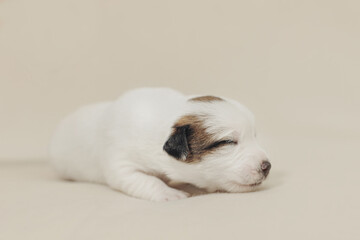 The puppy is a small Jack Russell terrier puppy