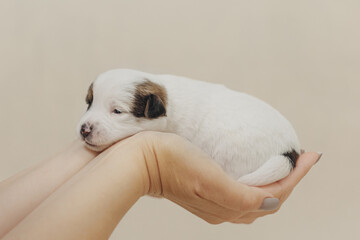 The puppy is a small Jack Russell terrier puppy