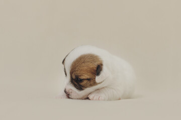 The puppy is a small Jack Russell terrier puppy