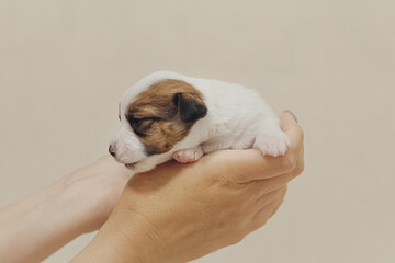 The puppy is a small Jack Russell terrier puppy