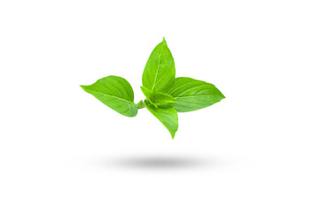 Flying fresh basil isolated on white background , clipping path.