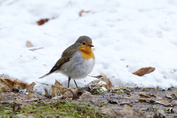European robin (erithacus rubecula) on the snowy ground looking for food in early spring.