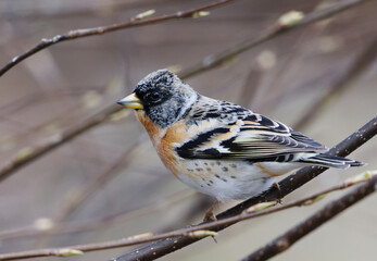 Brambling (Fringilla montifringilla) male perched on a branch in spring.	
