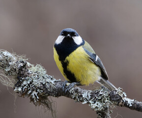 Fototapeta premium Great tit (Parus major) sitting on a branch in the garden in spring.
