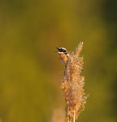 Whinchat (Saxicola rubetra) singing on top of a reed in spring.