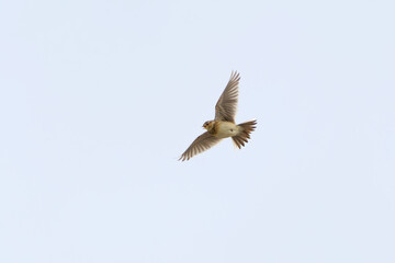 Eurasian skylark (Alauda arvensis) flying and singing in spring.