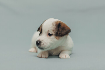 The puppy  Jack Russell terrier 