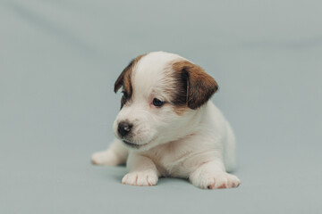 The puppy  Jack Russell terrier 
