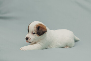 The puppy  Jack Russell terrier 