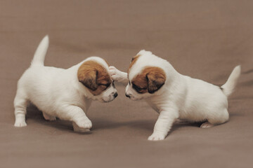 The puppy  Jack Russell terrier 