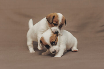 The puppy  Jack Russell terrier 