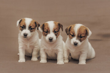 The puppy  Jack Russell terrier 