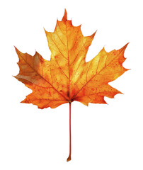 Fototapeta premium Single orange maple leaf against white background in autumn, cut out - stock png.