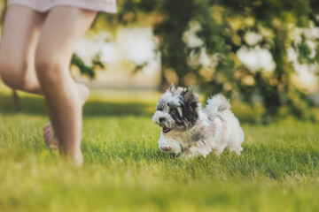 biewer yorkshire terrier puppy sitting on grass with bellis flowers in summer
