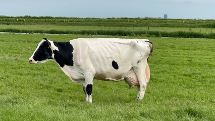 dairy cow on a meadow in the netherlands 3