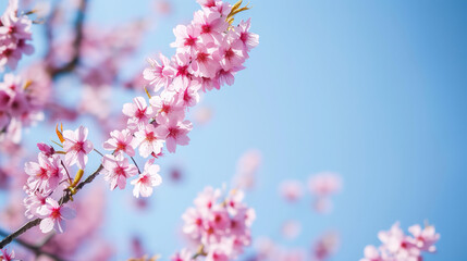 Branch of cherry blossom against blue sky
