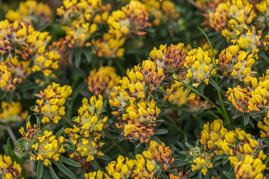 Anthyllis vulneraria, the common kidneyvetch, kidney vetch or woundwort is a medicinal plant native to Europe. The name vulneraria means "wound healer".