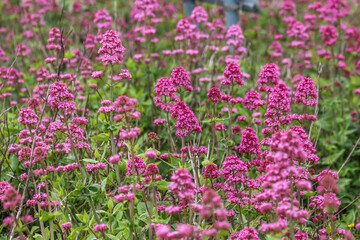 Valeriana rubra , the red valerian, spur valerian, kiss-me-quick, fox's brush, devil's beard or Jupiter's beard, is a popular garden plant grown for its ornamental flowers.