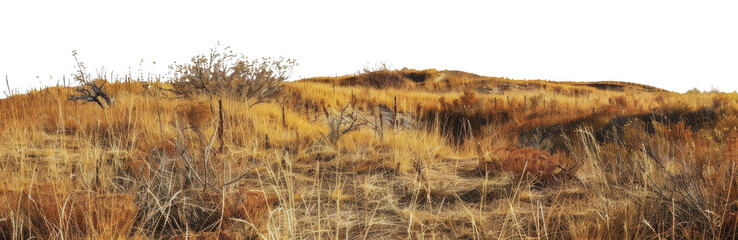 Dry grassland landscape with scattered trees and shrubs on a hillside, cut out - stock png.