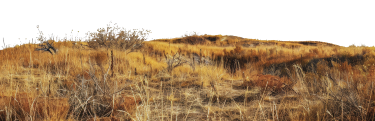Dry grassland landscape with scattered trees and shrubs on a hillside, cut out - stock png.