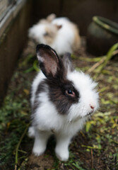 Close - up view of cute little rabbits