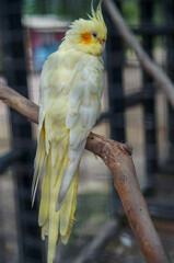 Close up view of a yellow bird