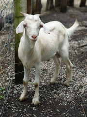 Obraz premium A young white goat was standing ahead to camera