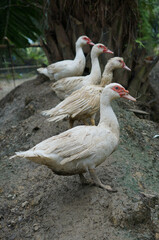 Four white duck standing turn to the same direction