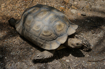 turtle on the ground