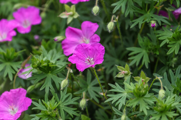 Geranium sanguineum, common name bloody crane's-bill or bloody geranium, is a species of hardy...