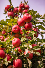 Close-Up of Fresh Ripe Red Apples on Tree Branch in Orchard - Vibrant Autumn Harvest in Sunlit Garden with Green Leaves