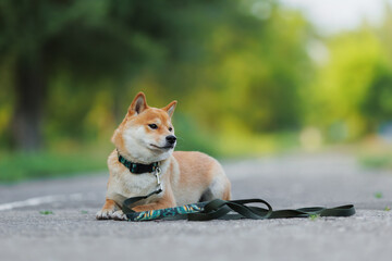 Dog breed Shiba inu in the autumn Park