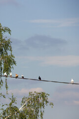 Birds on a wire against the background of the blue sky.