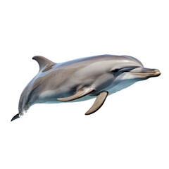 Dolphin isolated on transparent background