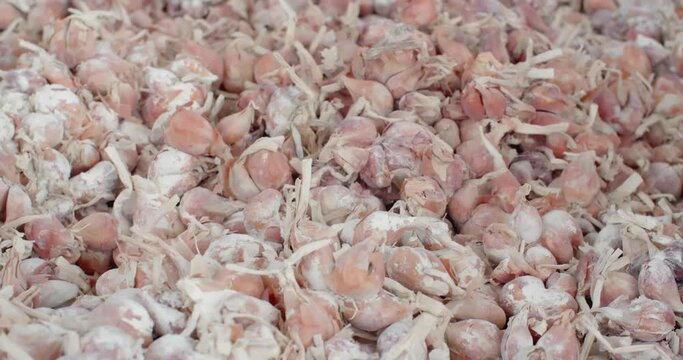 Onions for cultivation.After that, it is prepared for planting.Steps for preparing onions before planting
