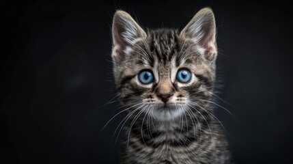 Portrait of a lovely grey striped kitten with blue eyes against a black backdrop