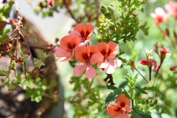 Fototapeta premium Blossoming Pelargonium closeup. Geranium Angel Eyes Orange, pansy-like flowers and green leaves in the morning sun. Lemon Pelargonium crispum blooms. Ornamental, medicinal, and culinary garden plant.