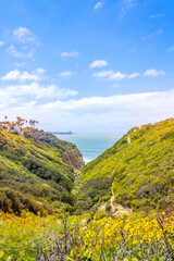 A beautiful view of the Pacific Ocean from the coastal cliffs of La Jolla, California, showcasing lush greenery and vibrant wildflowers.