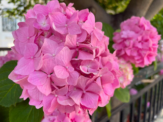 Pink flowers of Hydrangea macrophylla, closeup. Beautiful ball-shaped flowers clusters of Mophead, or French Hydrangea. Hortensia bush with summer blooms, ornamental plant. Athens, Greece.