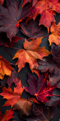 Fototapeta premium Autumn Leaves on a Dark Background - A collection of vibrant fall leaves in shades of red, orange, and brown, arranged on a dark background. The leaves are arranged in a close-up, overhead view, showc