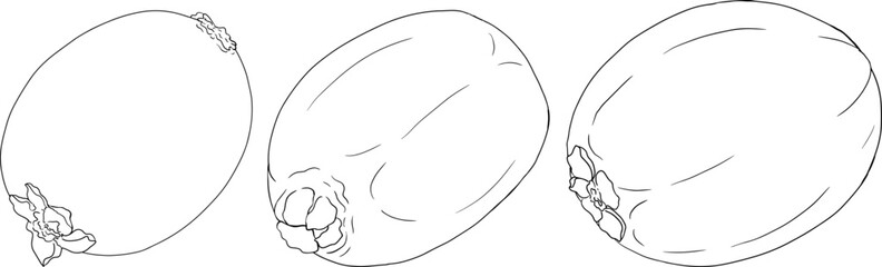 Vector hand drawn line Kiwifruit or Chinese gooseberry, or yangtaosign. Tropical exotic fruit. 