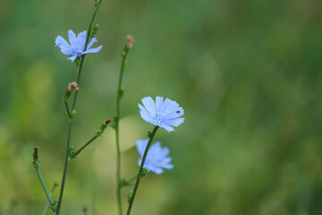 Common chicory flower (Cichorium intybus)