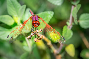 Red-veined Dropwing Dragonfly (Trithemis arteriosa) sitting, South Africa