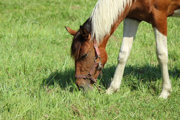 The horse grazes the grass