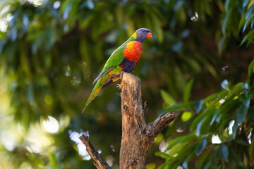 Australian Rainbow Lorikeets during their daily feeding time in Queensland, Australia