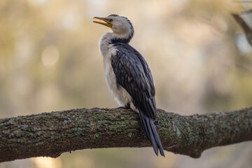Pied Cormorant perched on tree branch in natural native habitat in Queensland, Australia