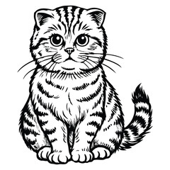 Fototapeta premium Scottish Fold Cat Kitten Hand Drawn Engraved Ink Line Art Sketch Illustration