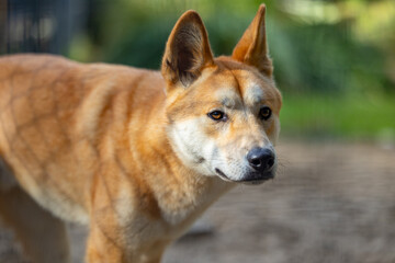Close up view of a Dingo wild dog native to Australia seen in it's captive habitat